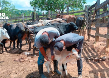 Gusano barrenador_radioamérica jpg