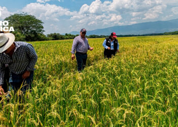 Producción de arroz_radioamérica jpg