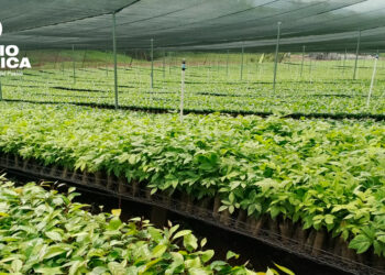 Plantas_radioamérica jpg