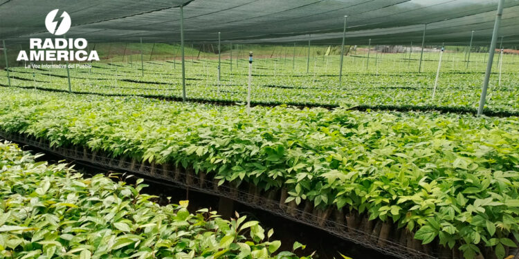 Plantas_radioamérica jpg