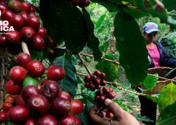 Café_radioamérica jpg