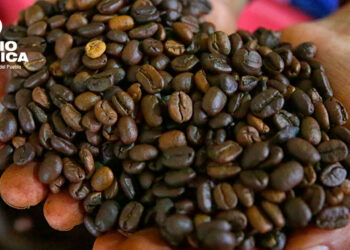Las exportaciones de café hondureño crecen un 3 % en la cosecha 2024-2025