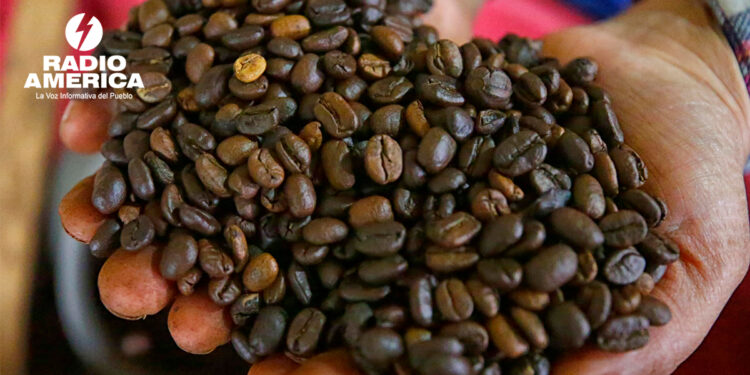 Las exportaciones de café hondureño crecen un 3 % en la cosecha 2024-2025