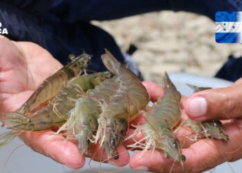 Honduras abrirá este mes la exportación de camarón y peces vivos a Corea del Sur, anunció el titular de la SDE, Fredis Alonso Cerrato.