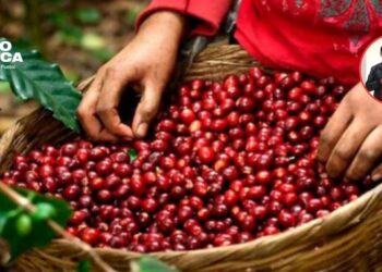 Carlos Murillo: El café hondureño rompe récords generando más de $1,940 millones en divisas