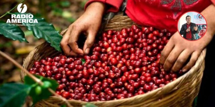 Carlos Murillo: El café hondureño rompe récords generando más de $1,940 millones en divisas