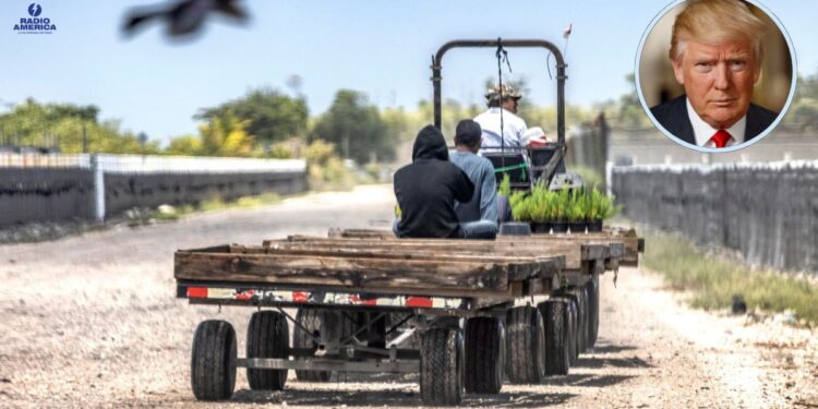 Trump reconoce que los trabajadores migrantes que expulsa son difíciles de reemplazar