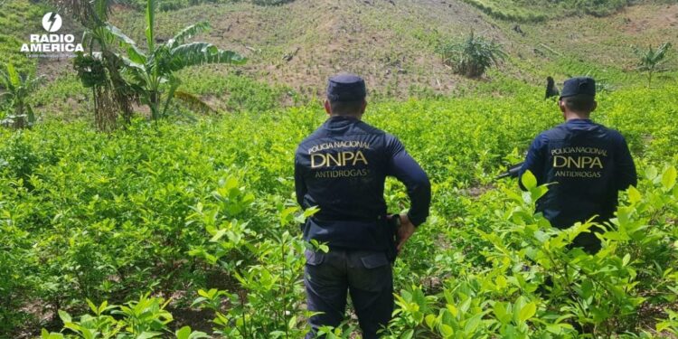 Honduras hoja de coca