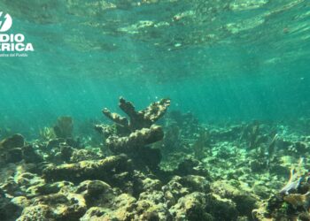 Coral del Atlántico occidental