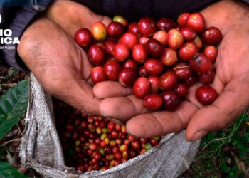 Café Honduras_radioamérica jpg