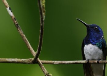 Panamá acogerá el Congreso Mundial de Áreas Protegidas y Conservadas de la UICN en 2027