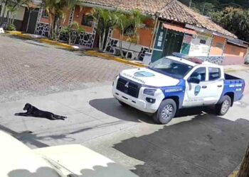 policías