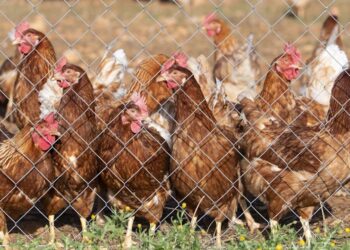 H5N5