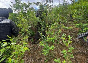 Fuerzas Armadas asegura plantación con 30 mil arbustos de hoja de coca en Colón