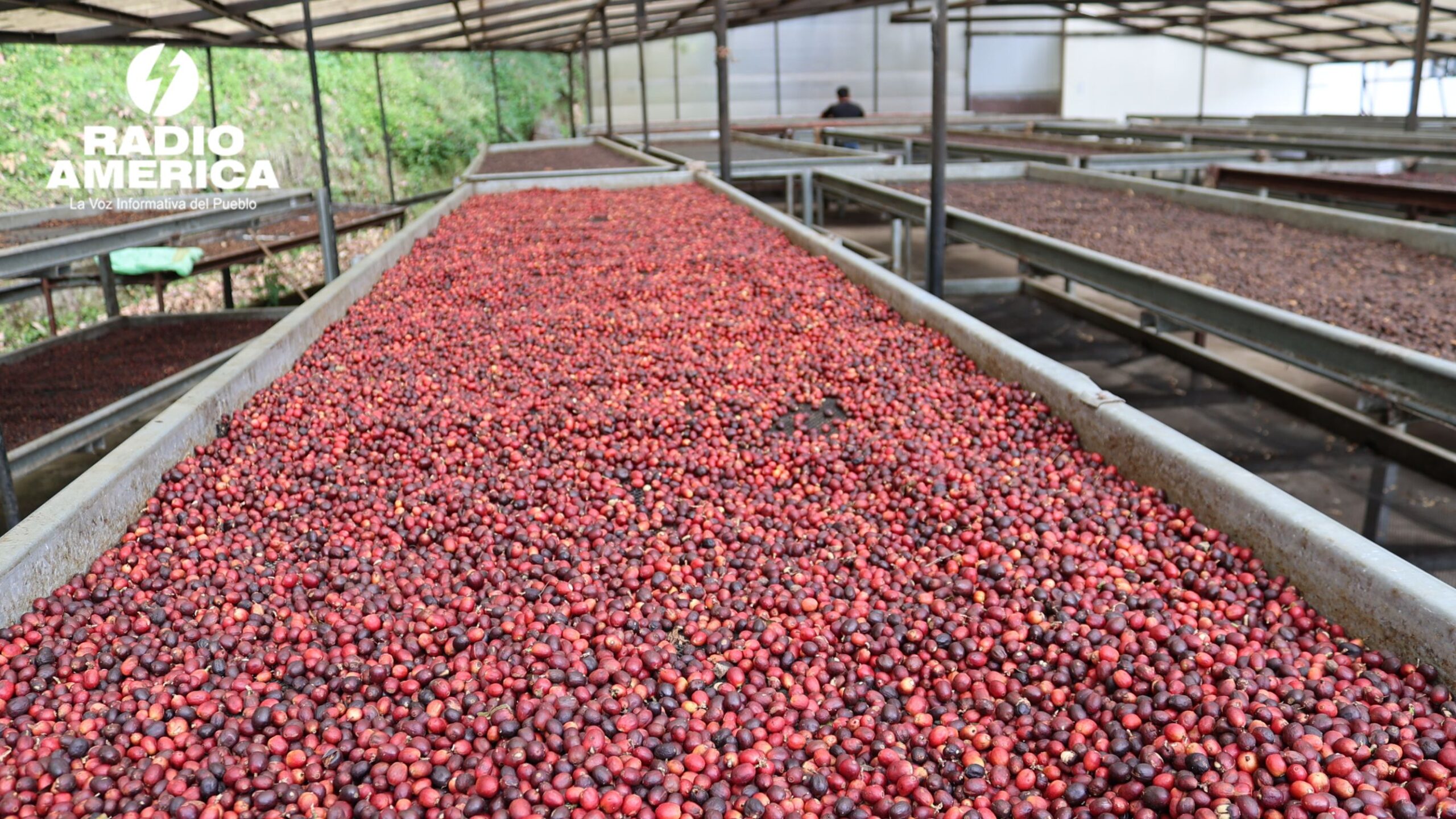 Productores del "Café más Caro del Mundo" se enfrentan a desafíos climáticos en Panamá