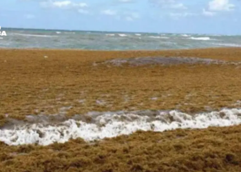 El sargazo obliga a cerrar una de las playas más turísticas en el Caribe de Honduras