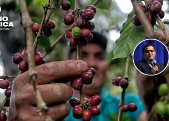 Viceministro anuncia  que 87 mil productores de café serán favorecidos con el bono cafetalero