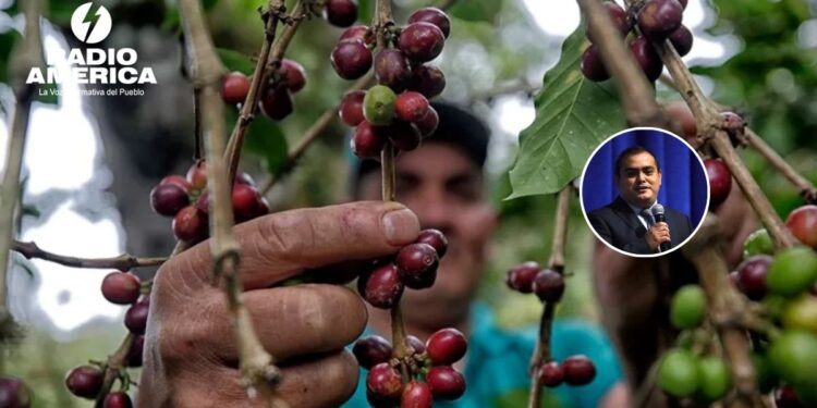 Viceministro anuncia  que 87 mil productores de café serán favorecidos con el bono cafetalero