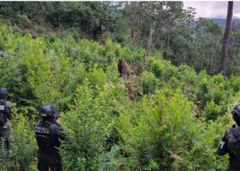 FFAA ha realizado el aseguramiento de diez plantaciones con más de 180 mil arbustos de hoja de coca en lo que del año