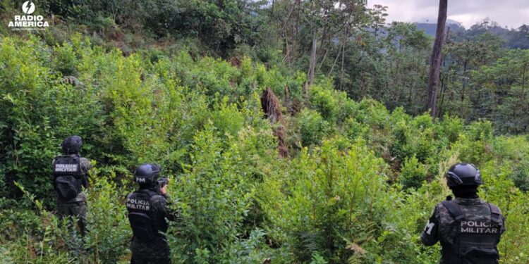FFAA ha realizado el aseguramiento de diez plantaciones con más de 180 mil arbustos de hoja de coca en lo que del año