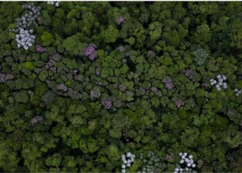 Más de la mitad de los bosques del mundo se concentra en solo cinco países