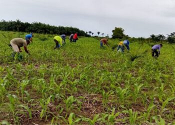 SAG-Proinorte impulsa la economía y seguridad alimentaria de miles de productores