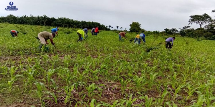 SAG-Proinorte impulsa la economía y seguridad alimentaria de miles de productores
