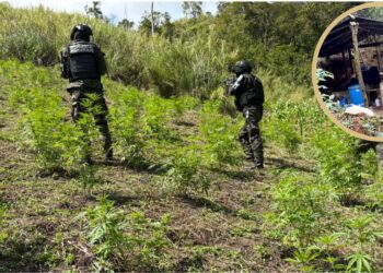 FFAA asegura una plantación con 15,500 arbustos de hoja de coca y dos plantaciones con 31,500 plantas de marihuana en Colón