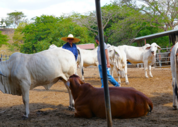 SAG socializa programa de asistencia técnica dirigido al sector ganadero