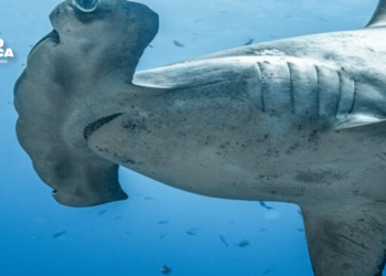 La ONU declara 40 nuevas especies protegidas, incluidas el guepardo y el tiburón martillo