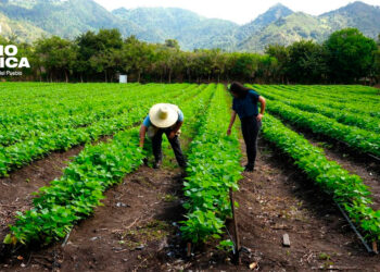 Gobierno invierte 1,500 millones de lempiras para fortalecer la producción agrícola nacional