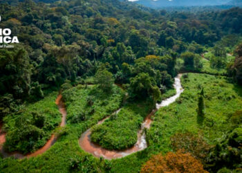 Bosques_radioamérica jpg