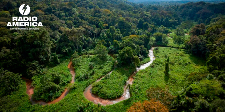 Bosques_radioamérica jpg