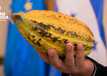 Cacao_radioamérica jpg