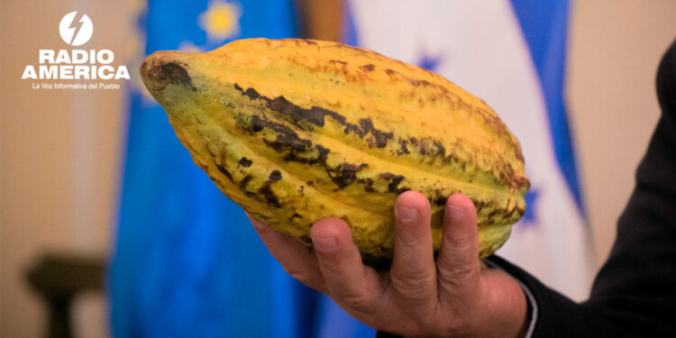 Cacao_radioamérica jpg