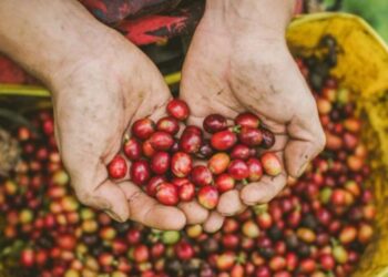 Honduras reduce su déficit comercial un 22,2 % en enero impulsado por el café y el oro