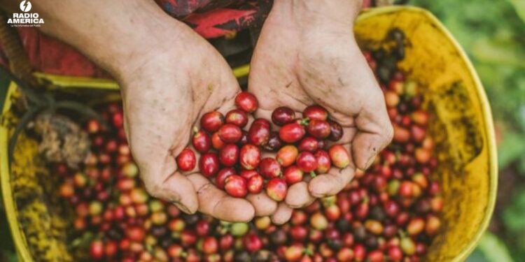 Honduras reduce su déficit comercial un 22,2 % en enero impulsado por el café y el oro