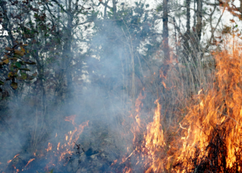 Honduras conmemora Día de la Tierra entre la «emergencia» climática y llamados a adaptarse