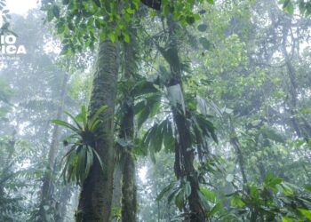Los bosques tropicales recuperan gran parte de su biodiversidad en 30 años, según estudio
