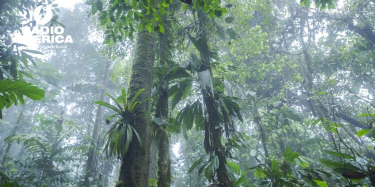 Los bosques tropicales recuperan gran parte de su biodiversidad en 30 años, según estudio