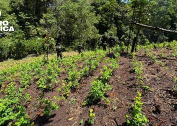 Aseguran dos plantaciones con más de 24,800 arbustos de hoja de coca en Colón