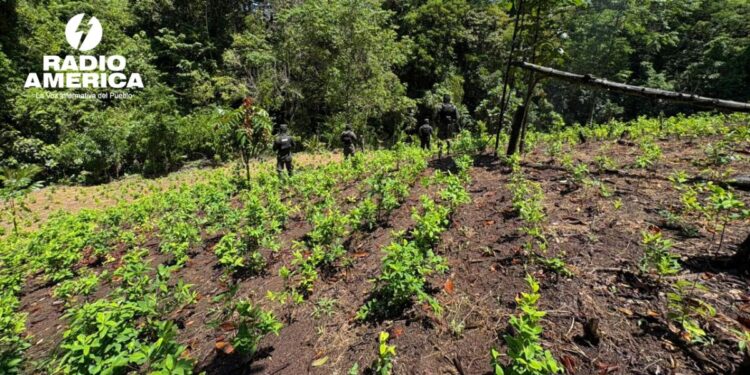Aseguran dos plantaciones con más de 24,800 arbustos de hoja de coca en Colón