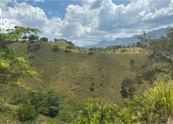 Advierten que los bosques de Honduras podrían desaparecer en 21 años