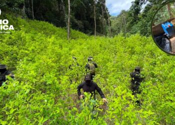 Aseguran plantación con 11 mil arbustos de hoja de coca en Colón