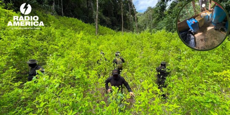 Aseguran plantación con 11 mil arbustos de hoja de coca en Colón