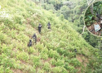 FF.AA asegura plantación con 33 mil arbustos de hoja de coca en Bonito Oriental, Colón