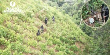 FF.AA asegura plantación con 33 mil arbustos de hoja de coca en Bonito Oriental, Colón