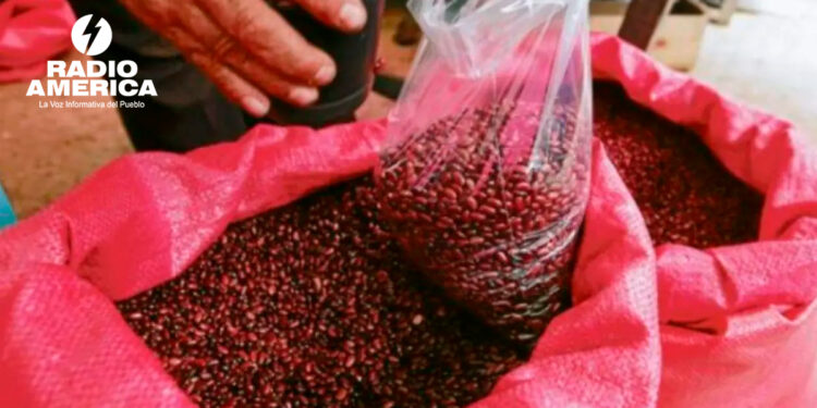 Director de ArtÃculo 19 cree que fue "premeditada" la pérdida de miles de quintales de frijol en el IHMA
