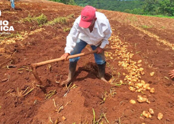 Gobierno y productores acuerdan fortalecer la sostenibilidad y producción de papa en el país