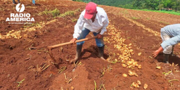 Gobierno y productores acuerdan fortalecer la sostenibilidad y producción de papa en el país